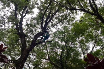 Jardim do Dmae passa por manejo arbóreo até o final desta semana