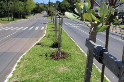 Aberta licitação para novo contrato de plantio na cidade