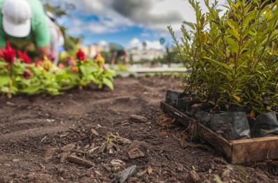 Área adotada na Zona Norte receberá campanha de educação ambiental