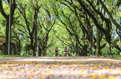 Censo inédito revela a diversidade das árvores nos dois maiores parques de Porto Alegre