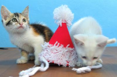 Cães e gatos: Feira Me Adota acontece neste sábado