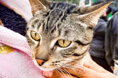 Prefeitura cadastra empresas interessadas em obter o Selo Amigo dos Animais 