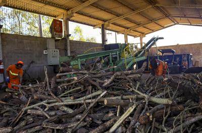 DMLU comercializa picado arbóreo produzido na UTC da Lomba do Pinheiro