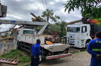 Operação conjunta remove árvore de grande porte caída sobre casas no bairro Tristeza