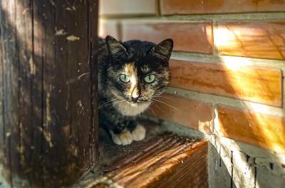 Feira Me Adota terá última edição deste ano no próximo sábado