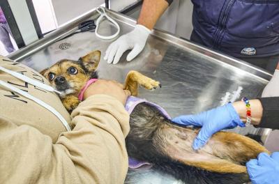 Causa Animal realiza mais de 92,4 mil atendimentos a cães e gatos em 2025