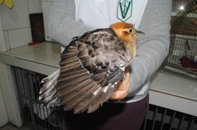 atendimentos fauna silvestre smamus