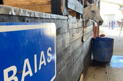 EPTC divulga balanço de cavalos recolhidos e alerta sobre os riscos de veículos de tração animal irregulares