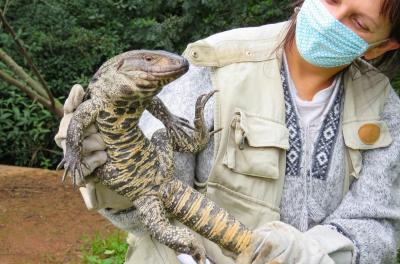 lagartos no ambiente urbano