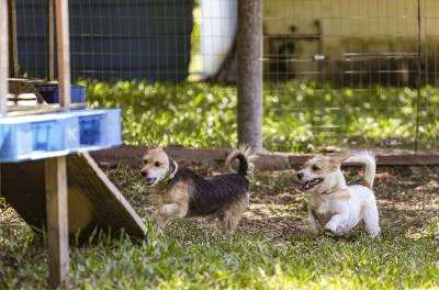 feira de adoção de animais