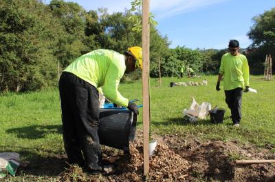 Primeiras mudas de árvores matrizes são plantadas na Zona Sul