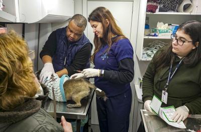 Campanha para castração de cães e gatos será nesta quarta-feira
