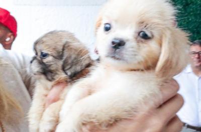 Prefeitura intensifica campanha de vacinação de cães e gatos
