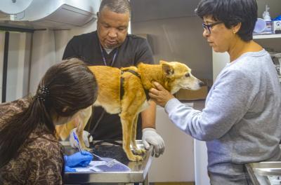 Unidade Móvel de Saúde Animal atende região Noroeste nesta quinta-feira