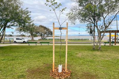Prefeitura apresenta inventário arbóreo de Porto Alegre 