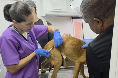 Prefeitura amplia vagas para castração de animais em outubro