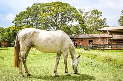 Abrigo de Animais da EPTC