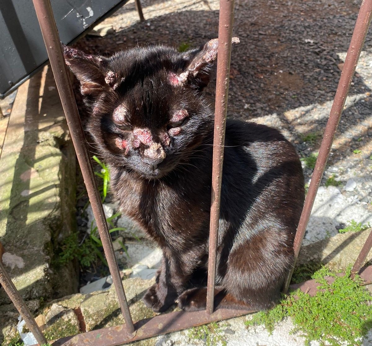 Eporotricose_felina_20261013