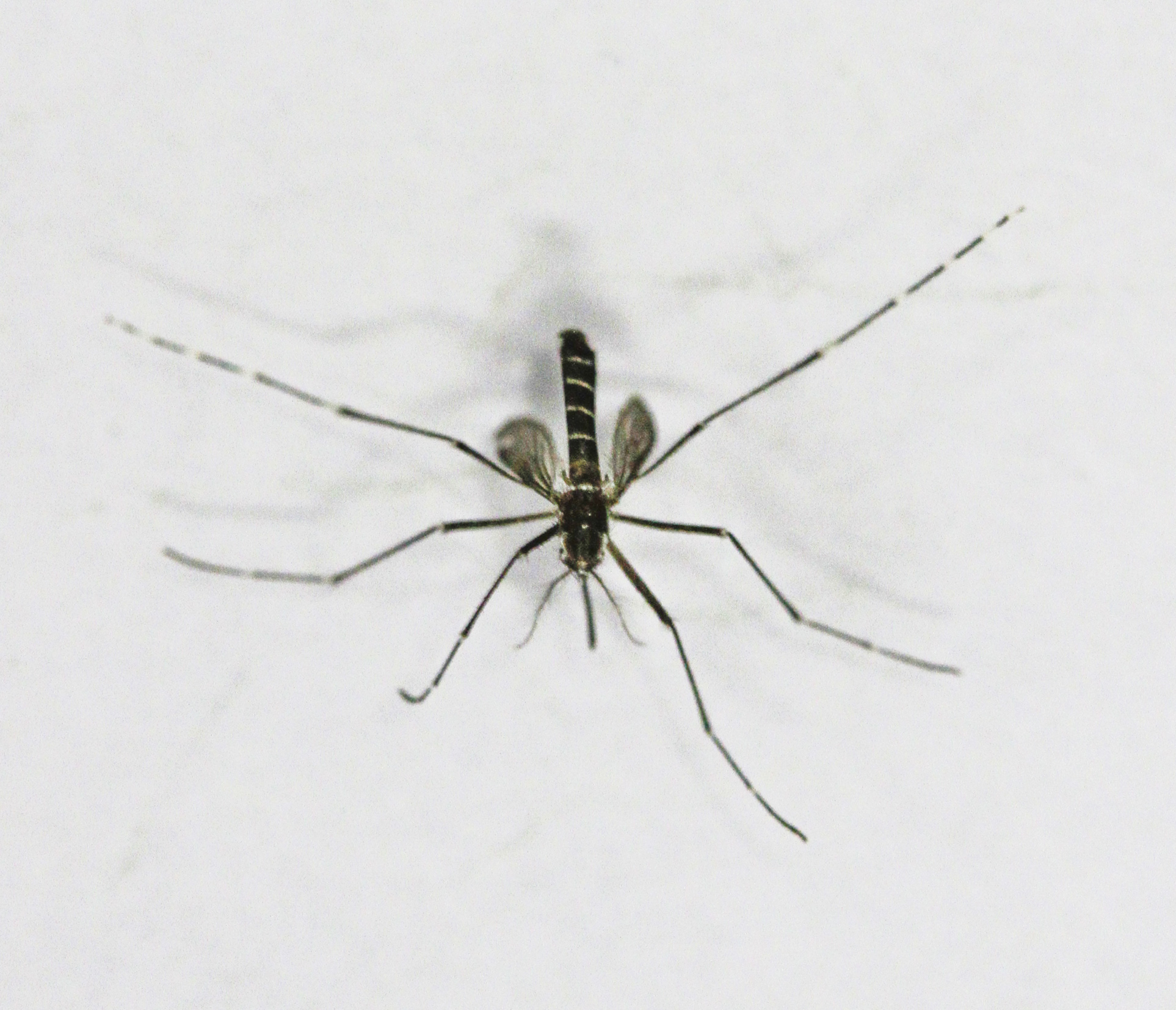 Foto do mosquito Aedes aegypti. Registro de Cristine Rochol
