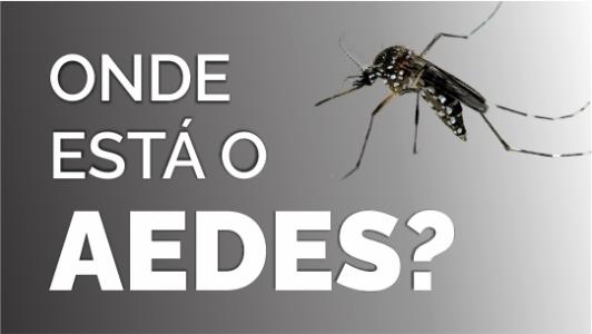 aedes